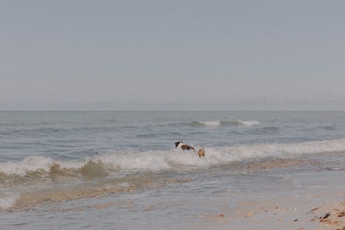 Dog Playing in a Sea