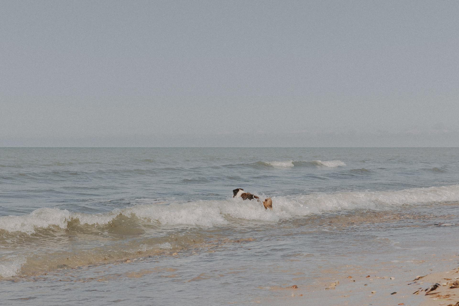 Dog Playing in a Sea