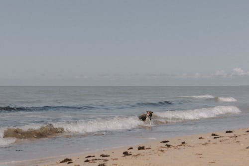 Dog Playing in a Sea