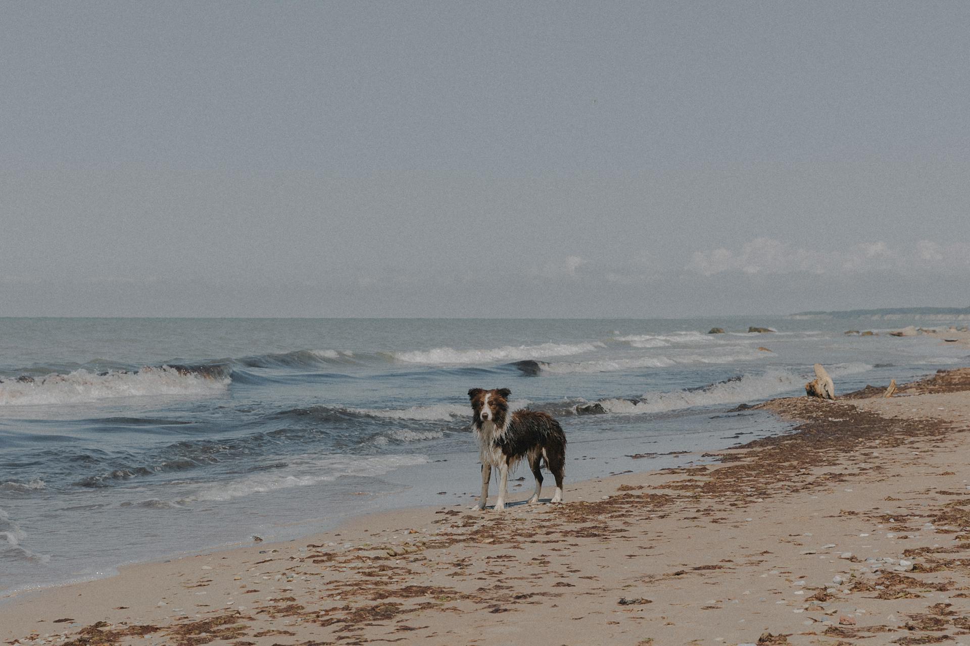 Wet Border Collie on the Beach