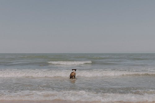 Dog Playing in a Sea