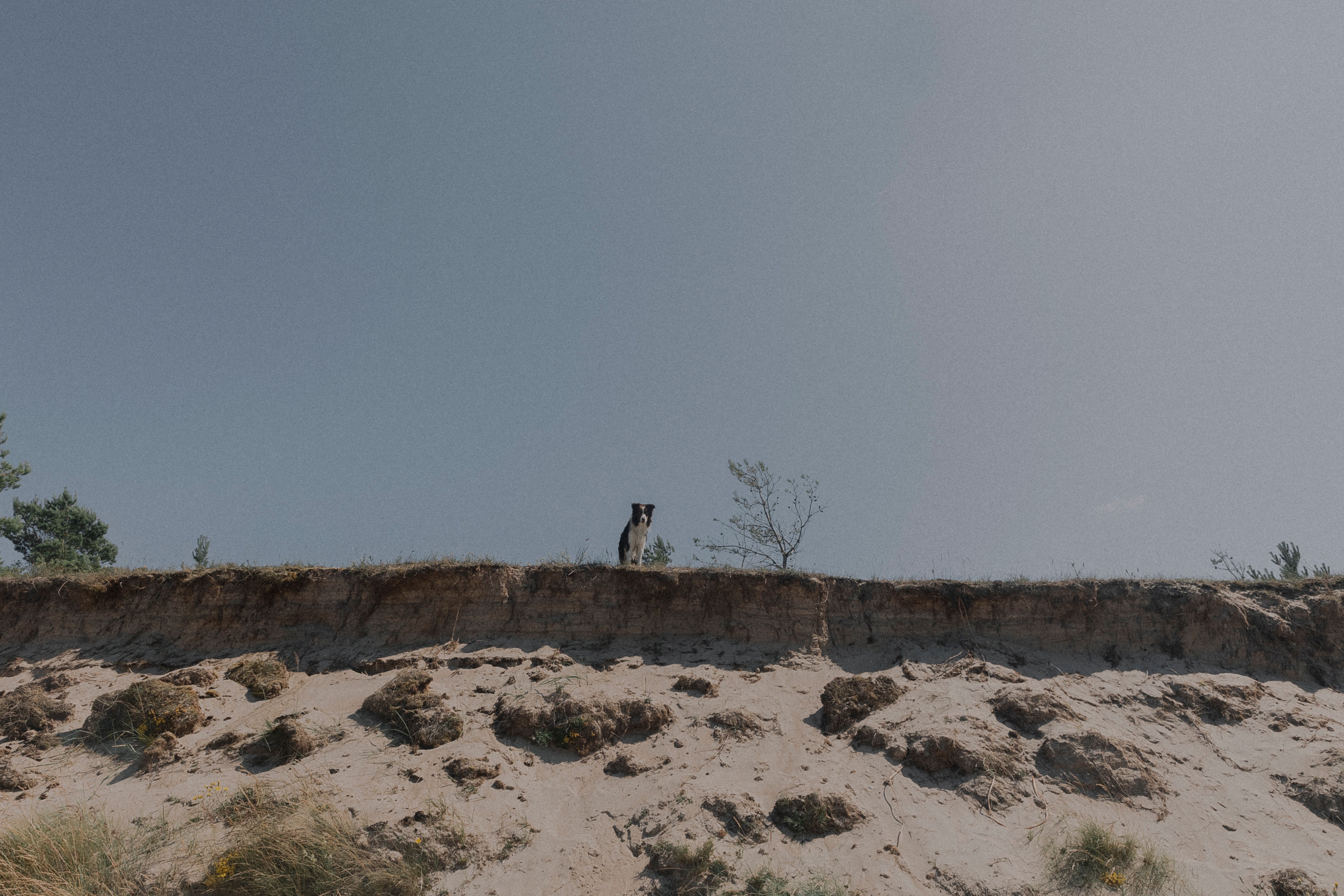 Dog on Hill over Sand under Clear Sky · Free Stock Photo