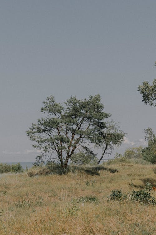 Immagine gratuita di alberi, erba, natura