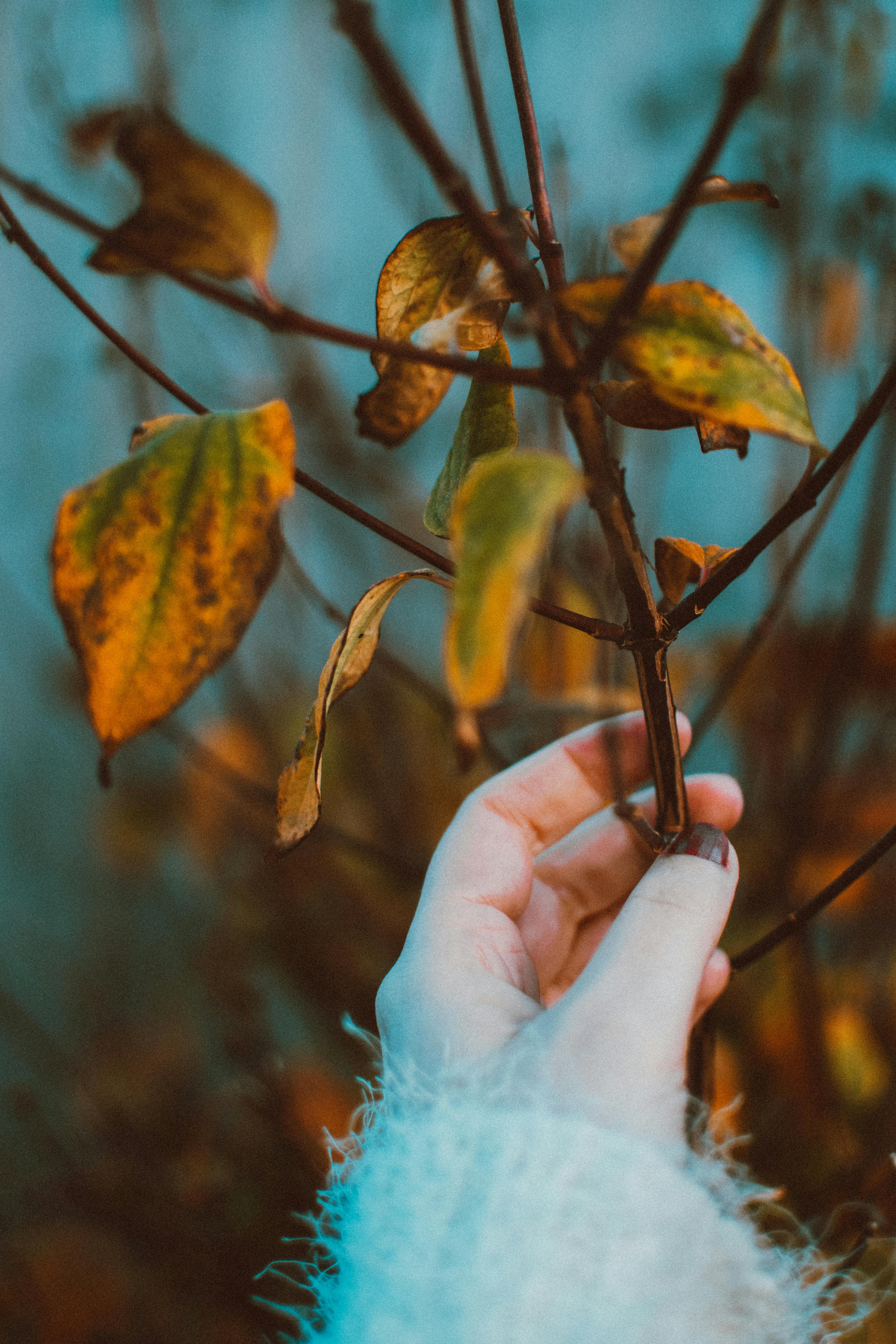 A hand gently holding a branch with autumn leaves, showcasing fall colors.