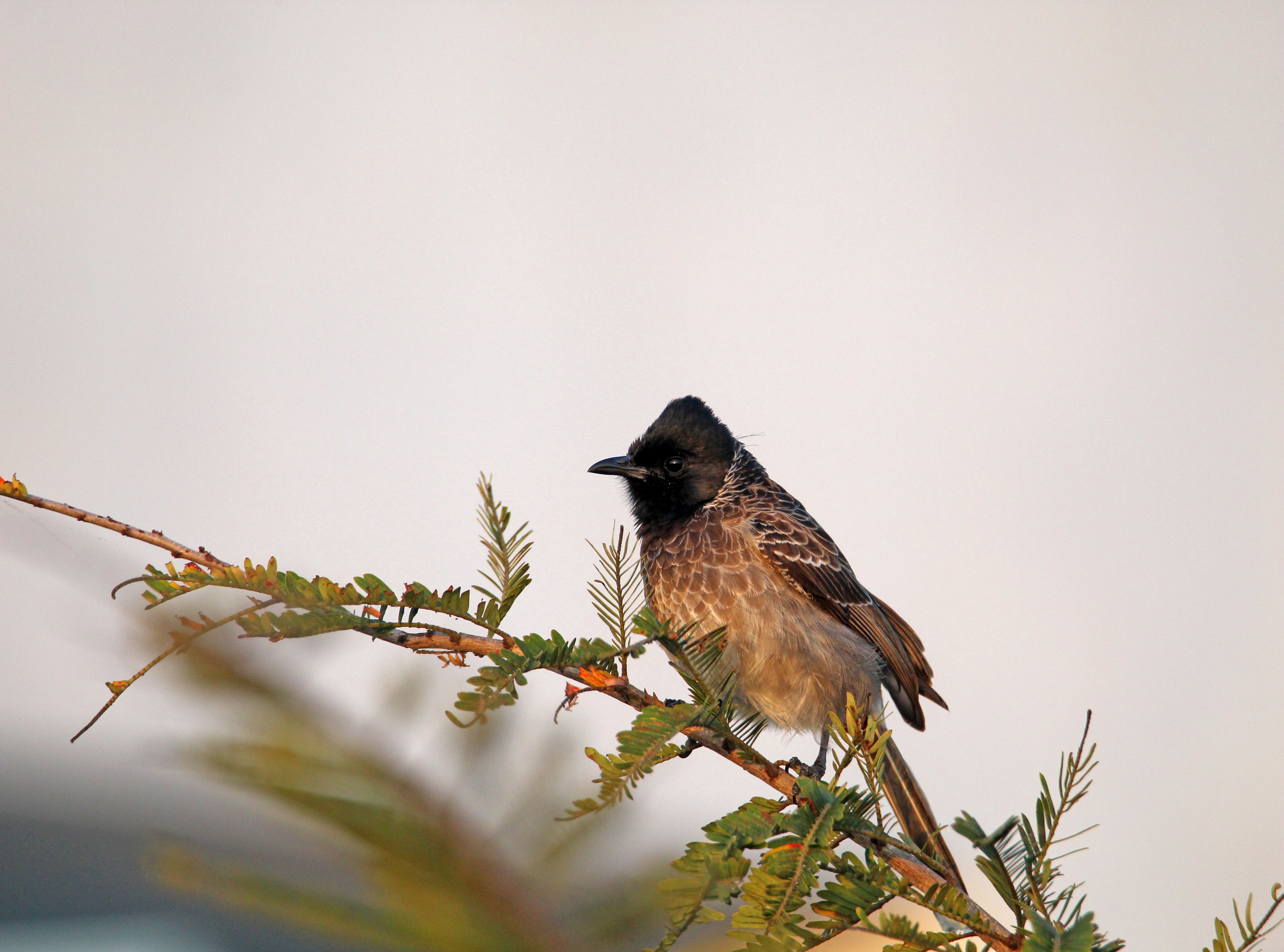 A detailed view of a red-vented bulbul perched gracefully on a leafy branch.