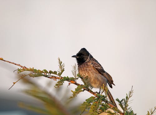 Foto stok gratis binatang, burung, burung alkitab