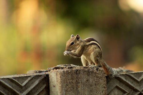 Free A lively squirrel sits on a textured wall, surrounded by warm autumn hues. Stock Photo