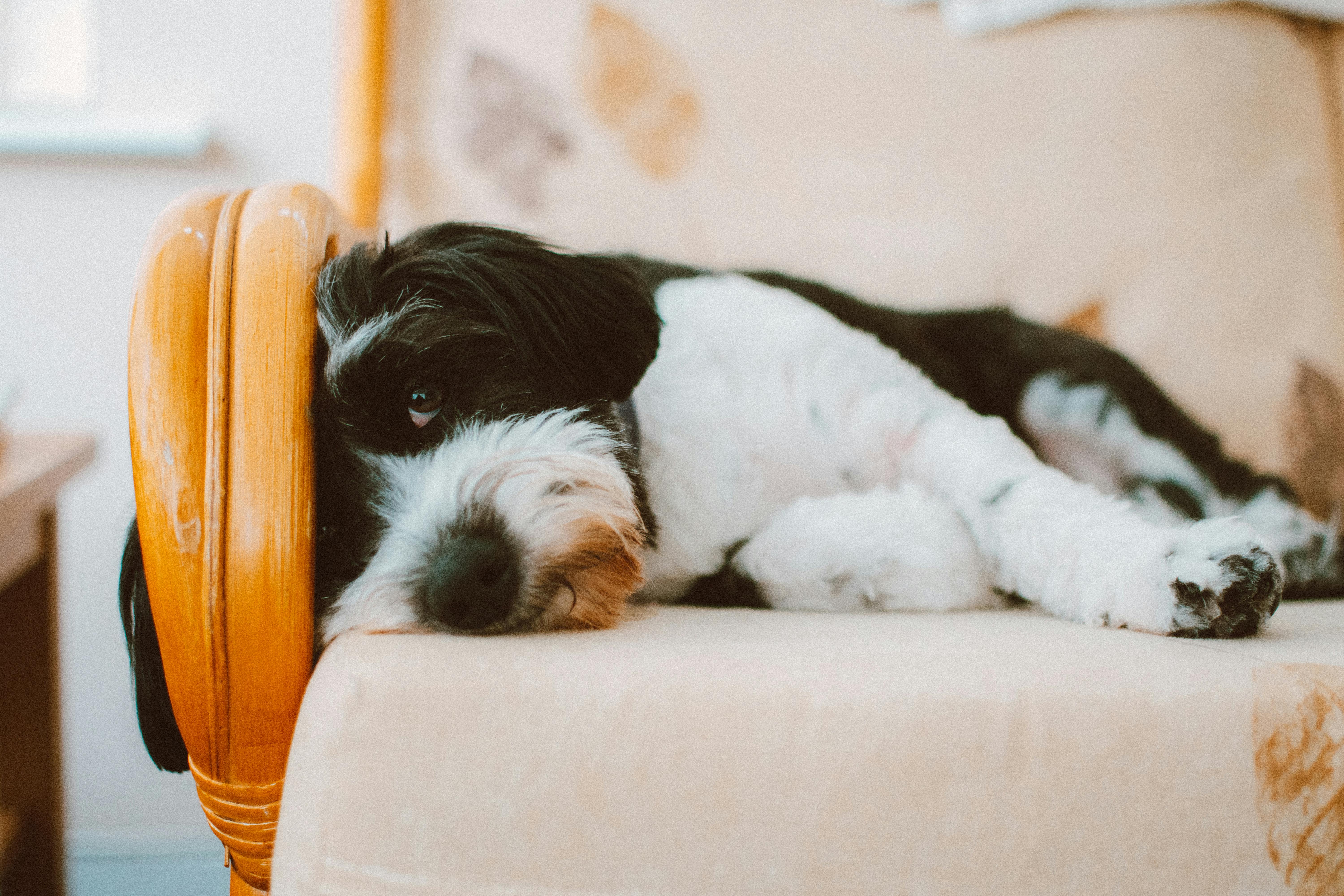 selective focus photography of long coated white and black dog lying on white cushion