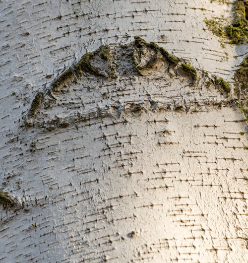 Foto profissional grátis de árvore, casca, de madeira