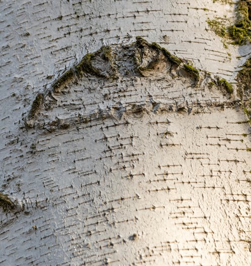 Gratis arkivbilde med bark, mønster, skog