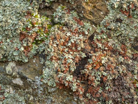 Detailed view of colorful lichen growing on a natural rock surface.