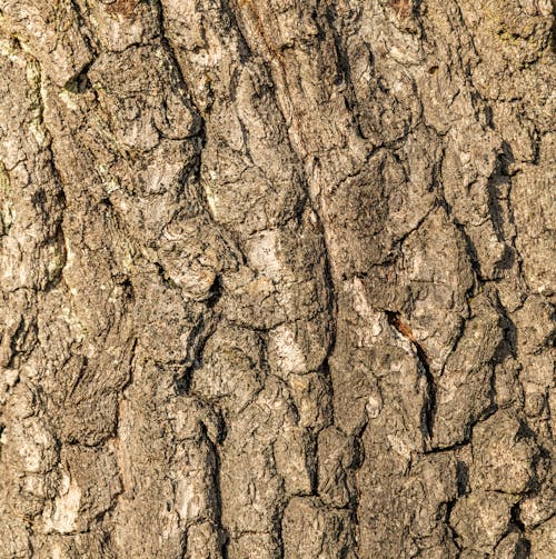 Foto profissional grátis de árvore, casca, de madeira