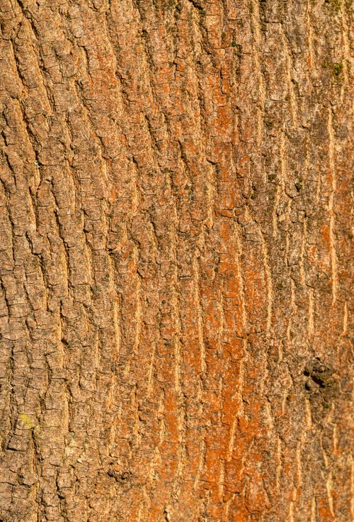 Free Detailed texture of tree bark showing natural patterns and hues, ideal for backgrounds. Stock Photo