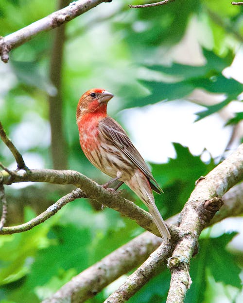 Cardinal Bird Sitting on a Branch