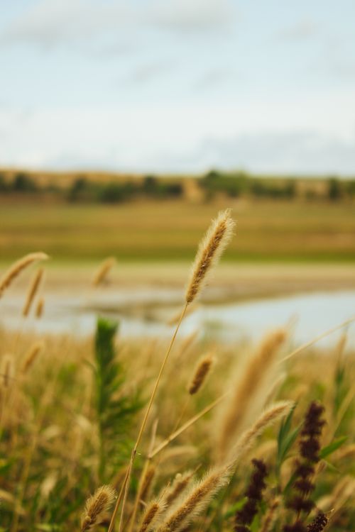 Free Serene summer landscape featuring a rural field and tall grasses by a pond. Stock Photo