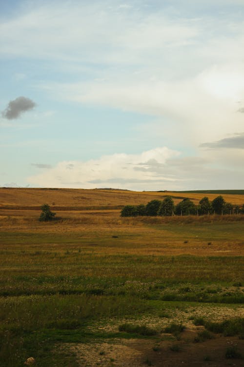 Field in a Valley in Summer