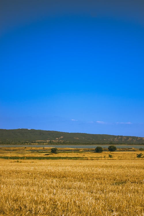 Field of Straw in Summer 