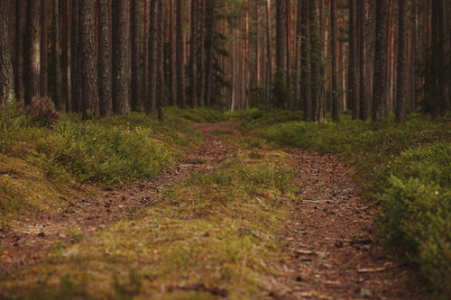 Free Tranquil forest path surrounded by tall pine trees and lush greenery. Stock Photo