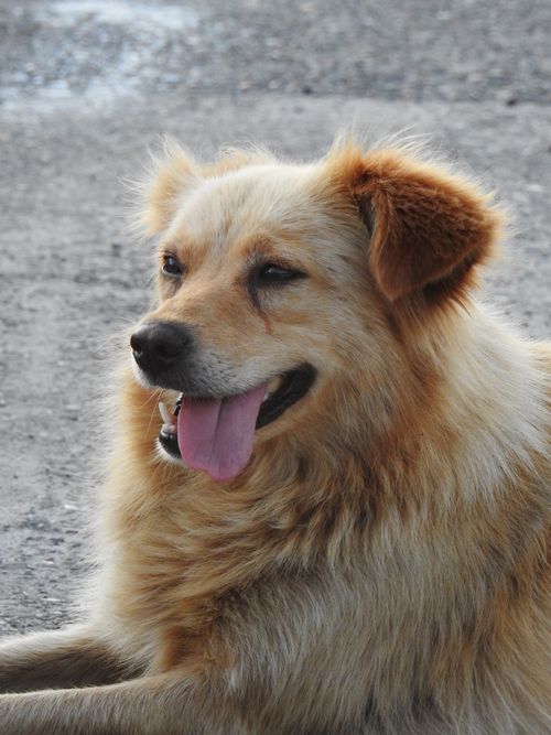 Free Charming light brown dog lies outdoors with tongue out, exuding a playful and cute vibe. Stock Photo
