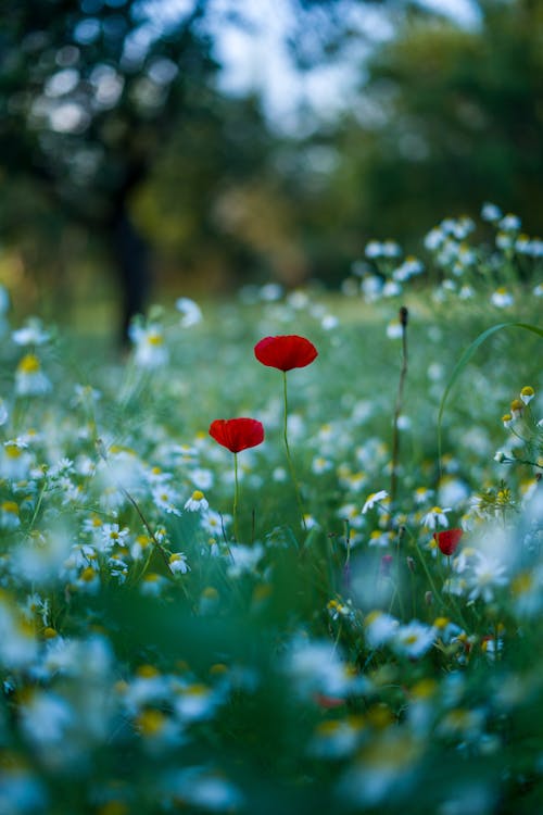 Blurred Photograph of Red Poppies and White Chamomile in Meadow