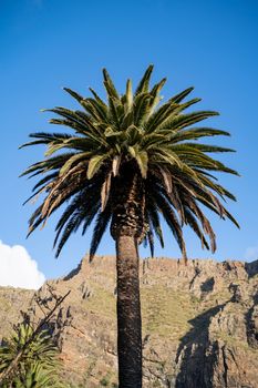 A striking palm tree stands against a stunning rocky backdrop in Masca, Tenerife, under a vibrant blue sky.