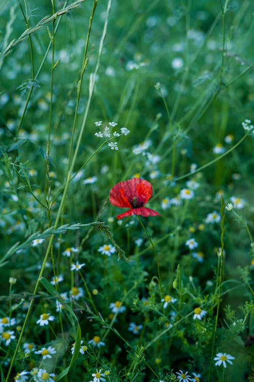 Close-up of a Poppy and Small White Flowers on a Meadow 