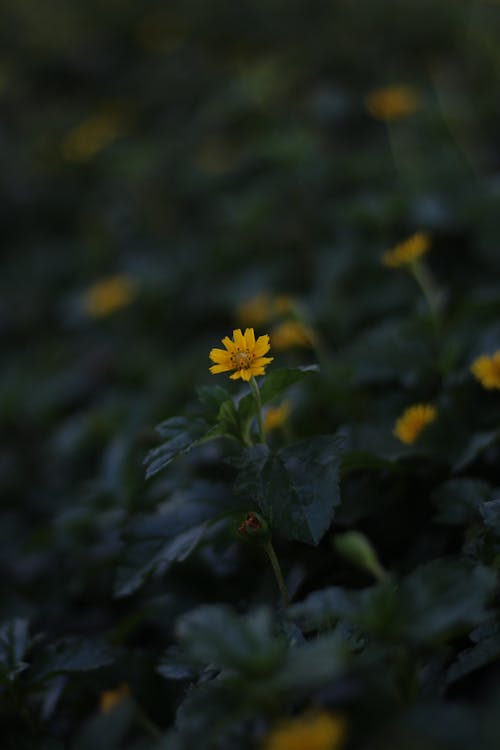 Yellow Flowers in a Forest