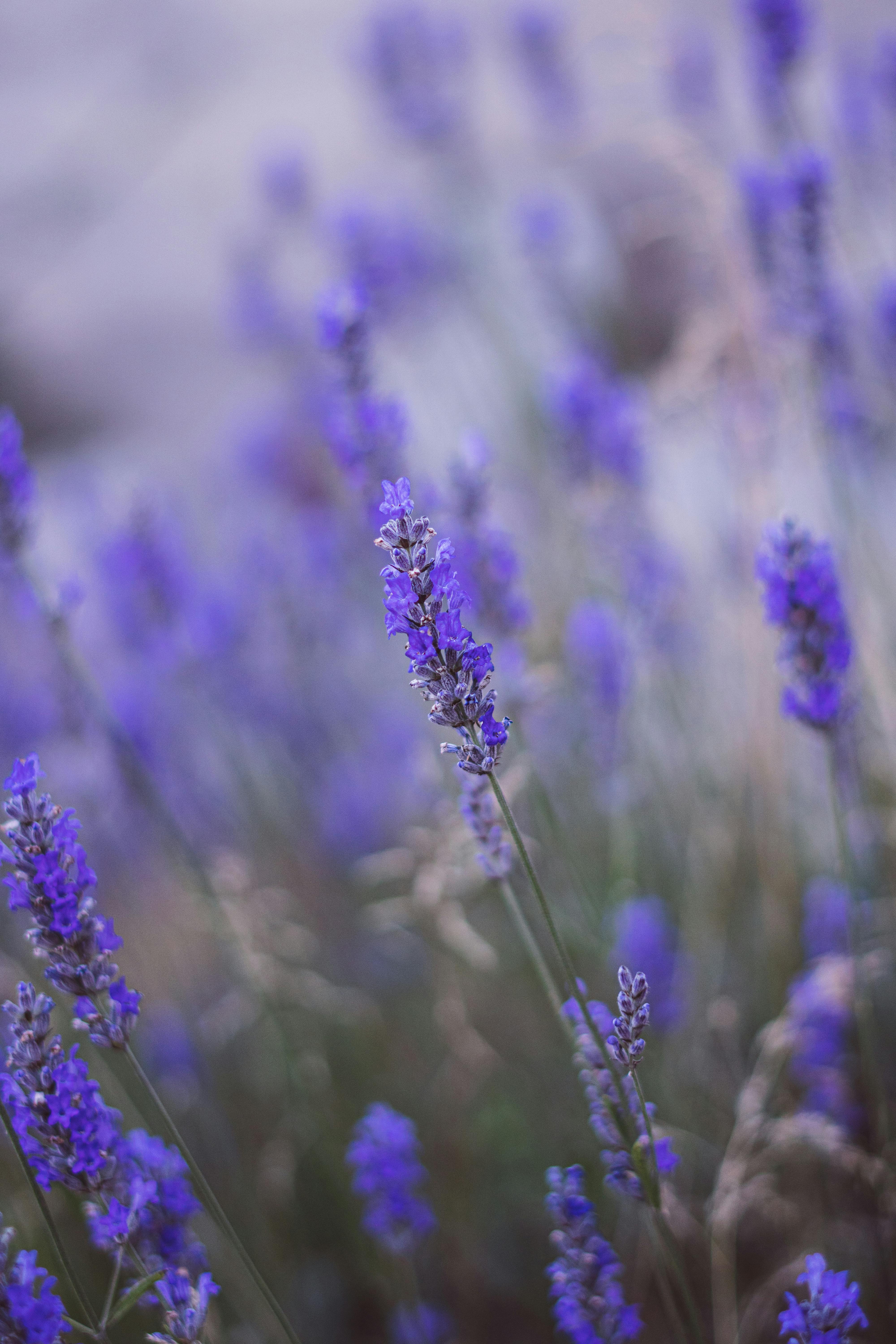 Beautiful Lavender Macro Meadow X IPhone Plus Wallpaper for Insignia 5X