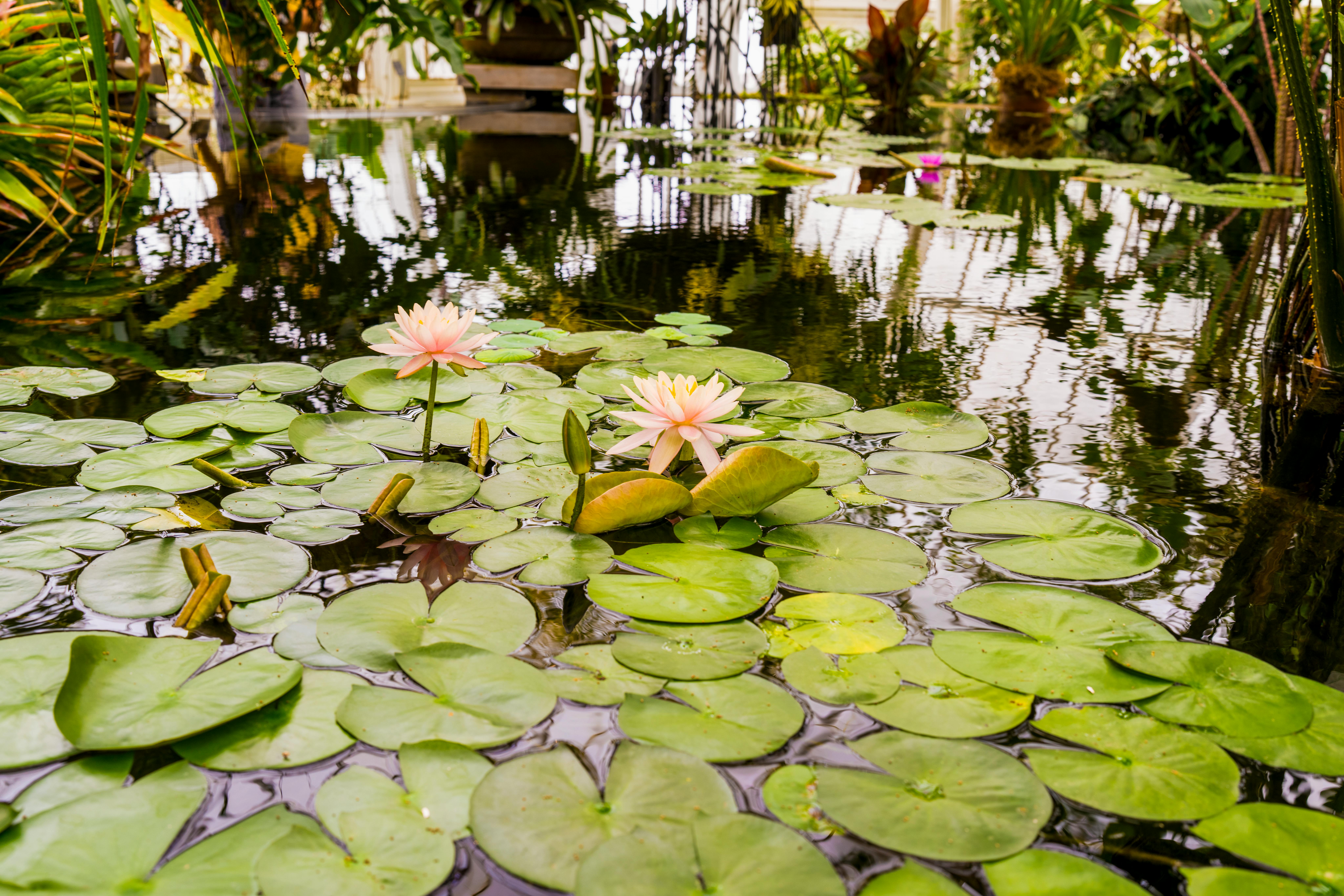 Les meilleures pratiques pour créer un jardin sain pour la faune