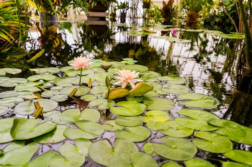 Immagine gratuita di fiore di loto, fiori, lago