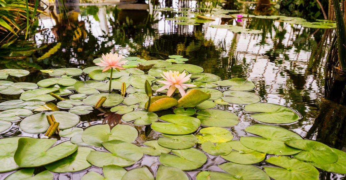 Les meilleures pratiques pour créer un jardin sain pour la faune