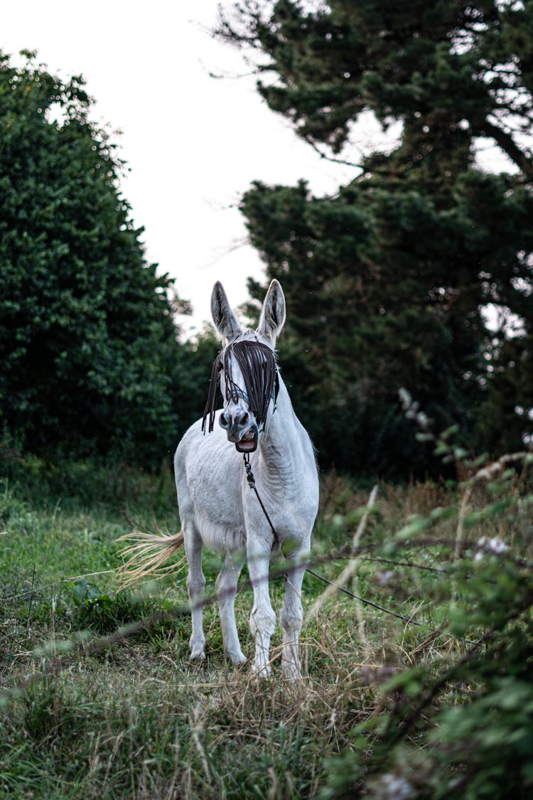 White Donkey On Grass