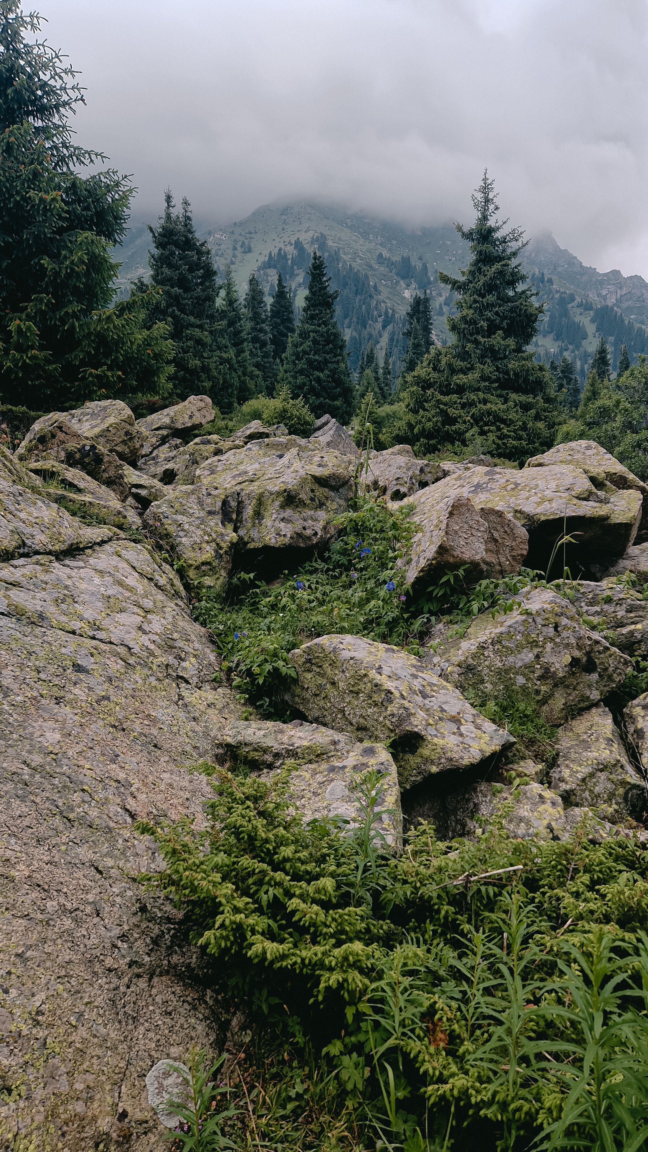Rocks and Evergreen Forest behind · Free Stock Photo