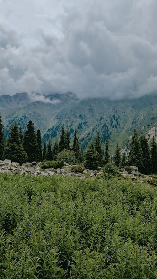 Clouds over Valley in Forest