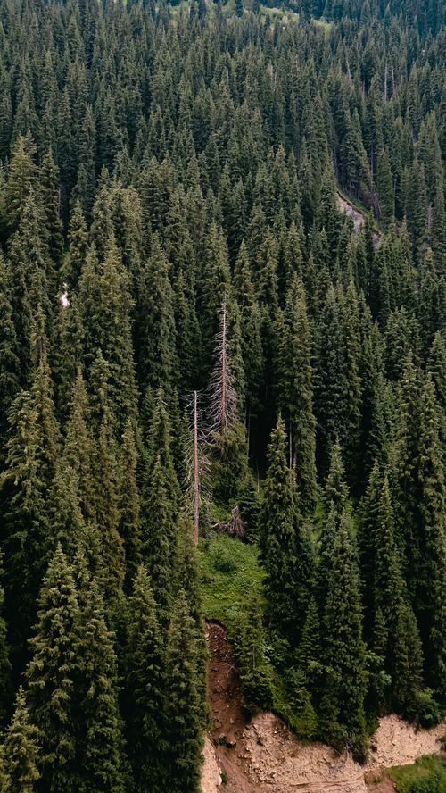 Free Aerial view of a lush green coniferous forest with dense tree cover, showcasing nature's beauty. Stock Photo