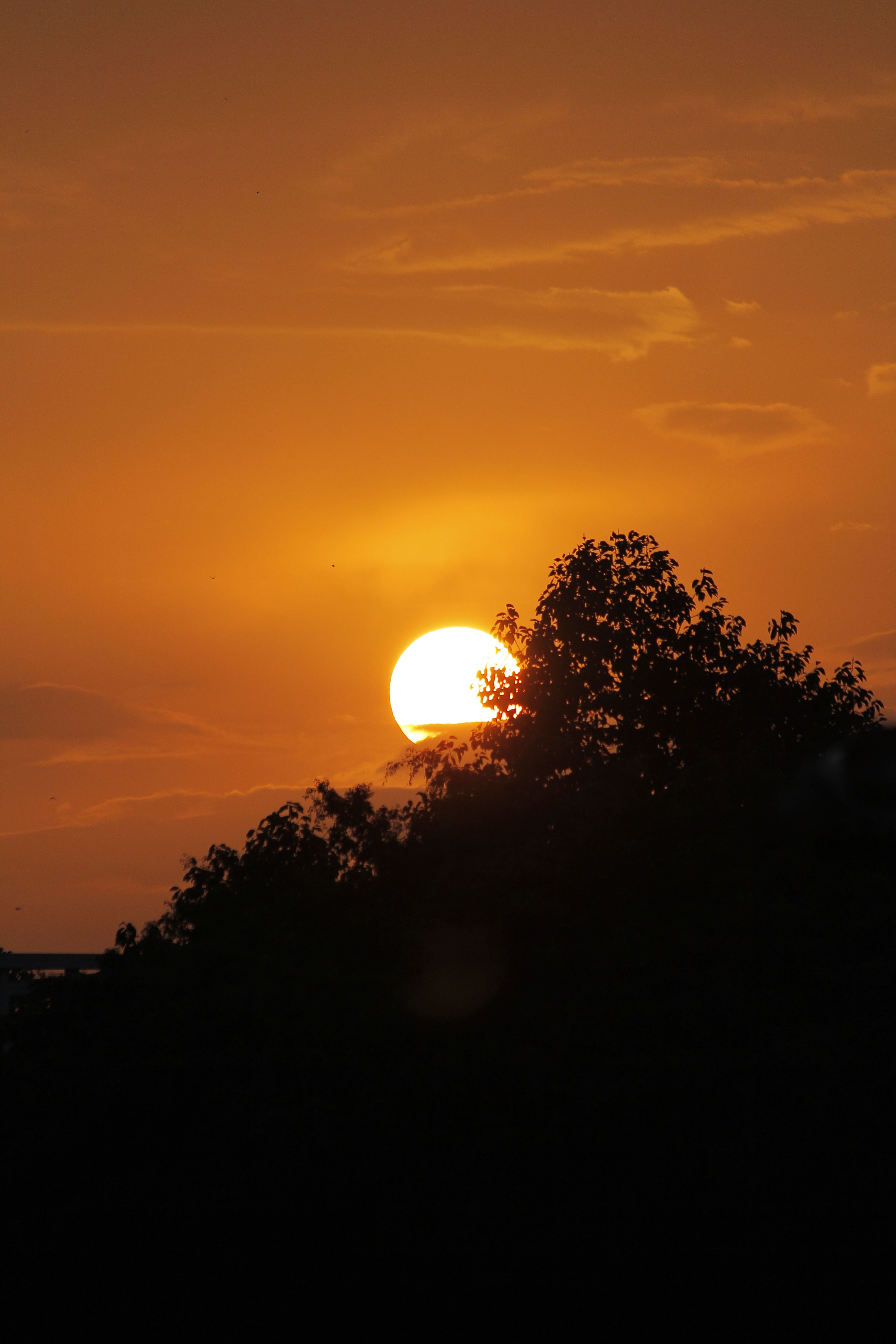 Silhouette of a Tree During Sunset · Free Stock Photo