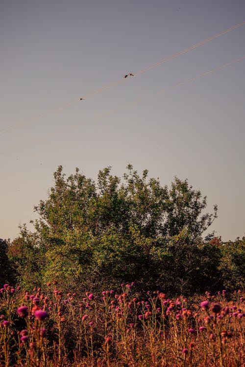 Birds Flying over Trees and Flowers