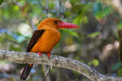  Brown-winged Kingfisher Bird