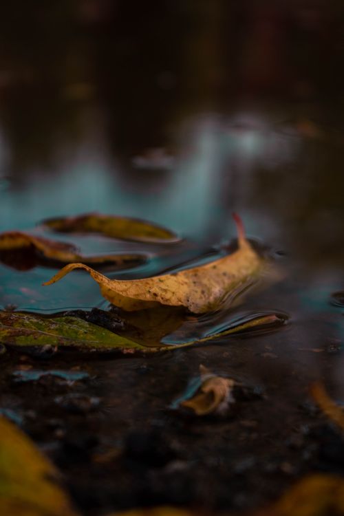 Free Close-up of an autumn leaf floating gently on calm pond water, capturing the essence of fall. Stock Photo