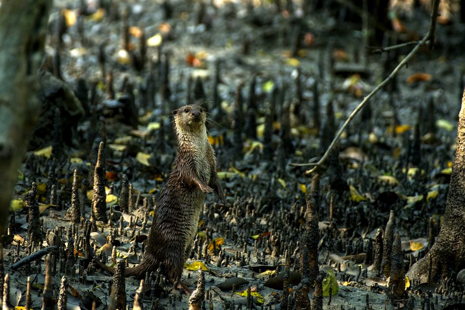 Jelajah Hutan Mangrove di Koba: Petualangan Menyusuri Alam yang Menakjubkan