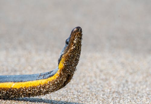 Ingyenes stockfotó állatfotók, darált, fényképek a vadvilágról témában