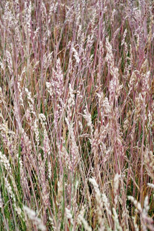 Free Lush wild grasses swaying gently in a sunlit field, capturing nature's simple beauty. Stock Photo