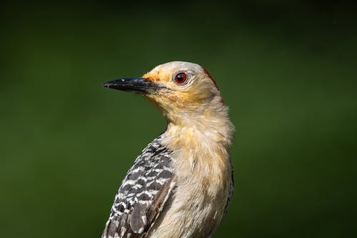 Foto profissional grátis de ave, compacto, foco seletivo