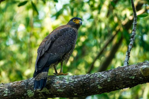 Free Majestic Crested Serpent Eagle perched on a branch in Sundarban forest. Stock Photo
