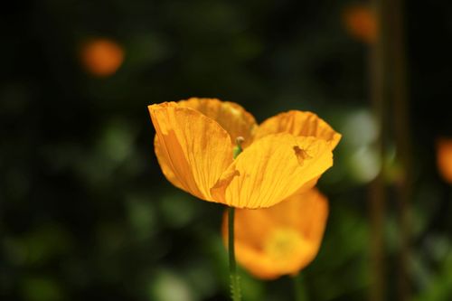 Free A vibrant yellow poppy flower blooming brightly in a garden setting. Stock Photo