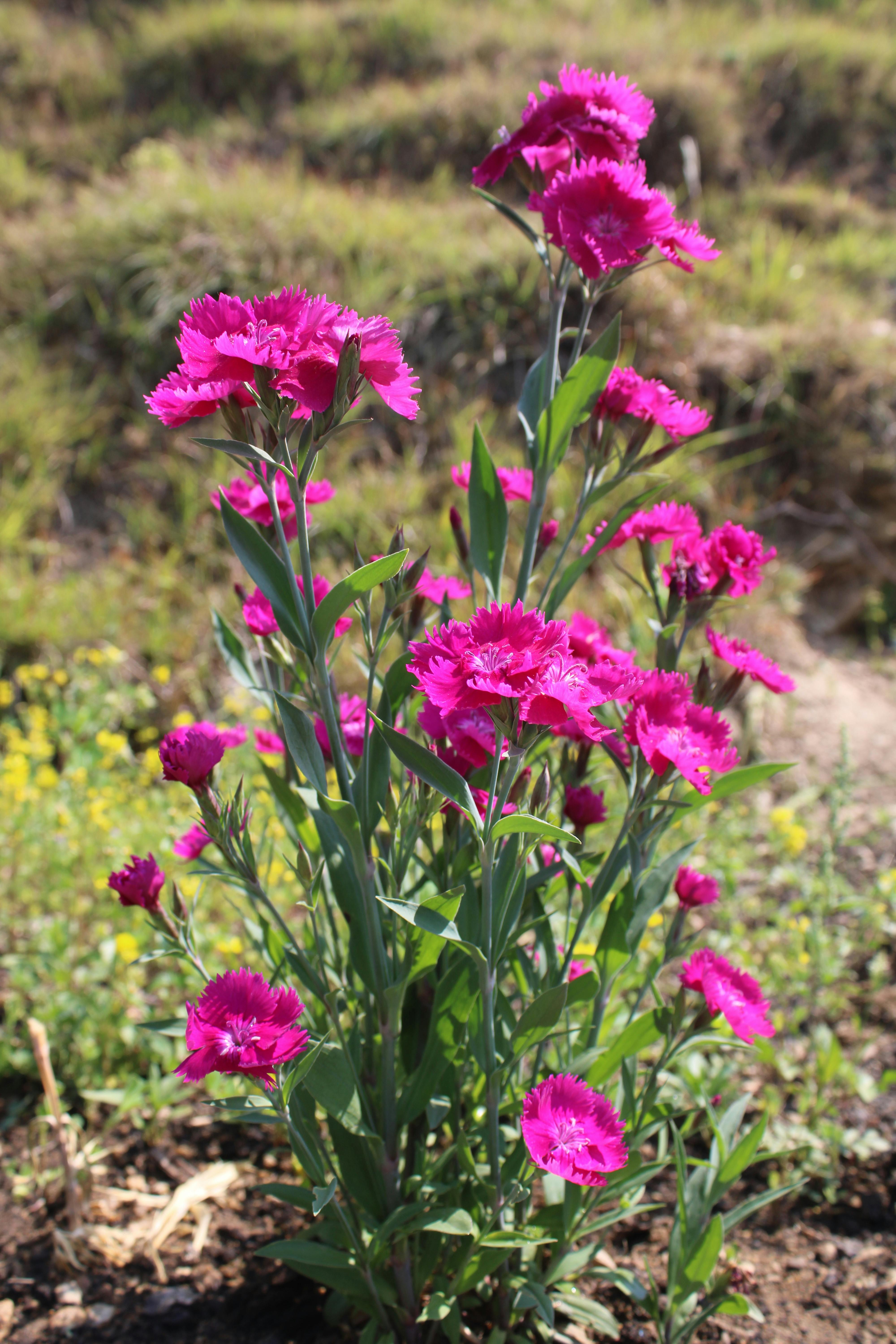 Closeup of Pink Carnations Growing Outside · Free Stock Photo