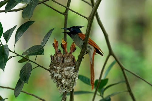 Indian Paradise Flycatcher with Chicks