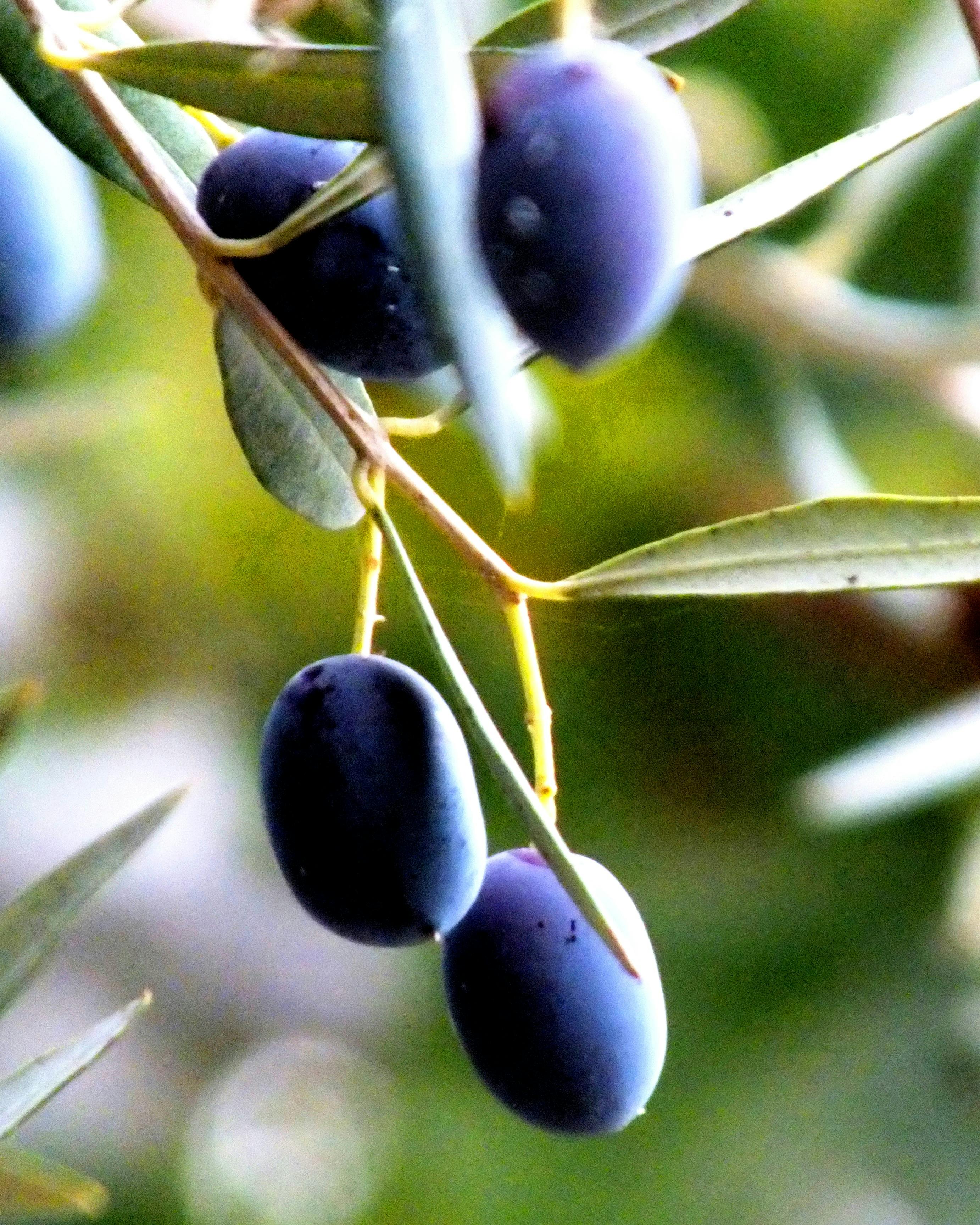 Free stock photo of black olive, black olives, olive