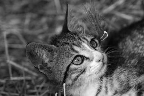 Portrait of a Cute Kitten Looking Up