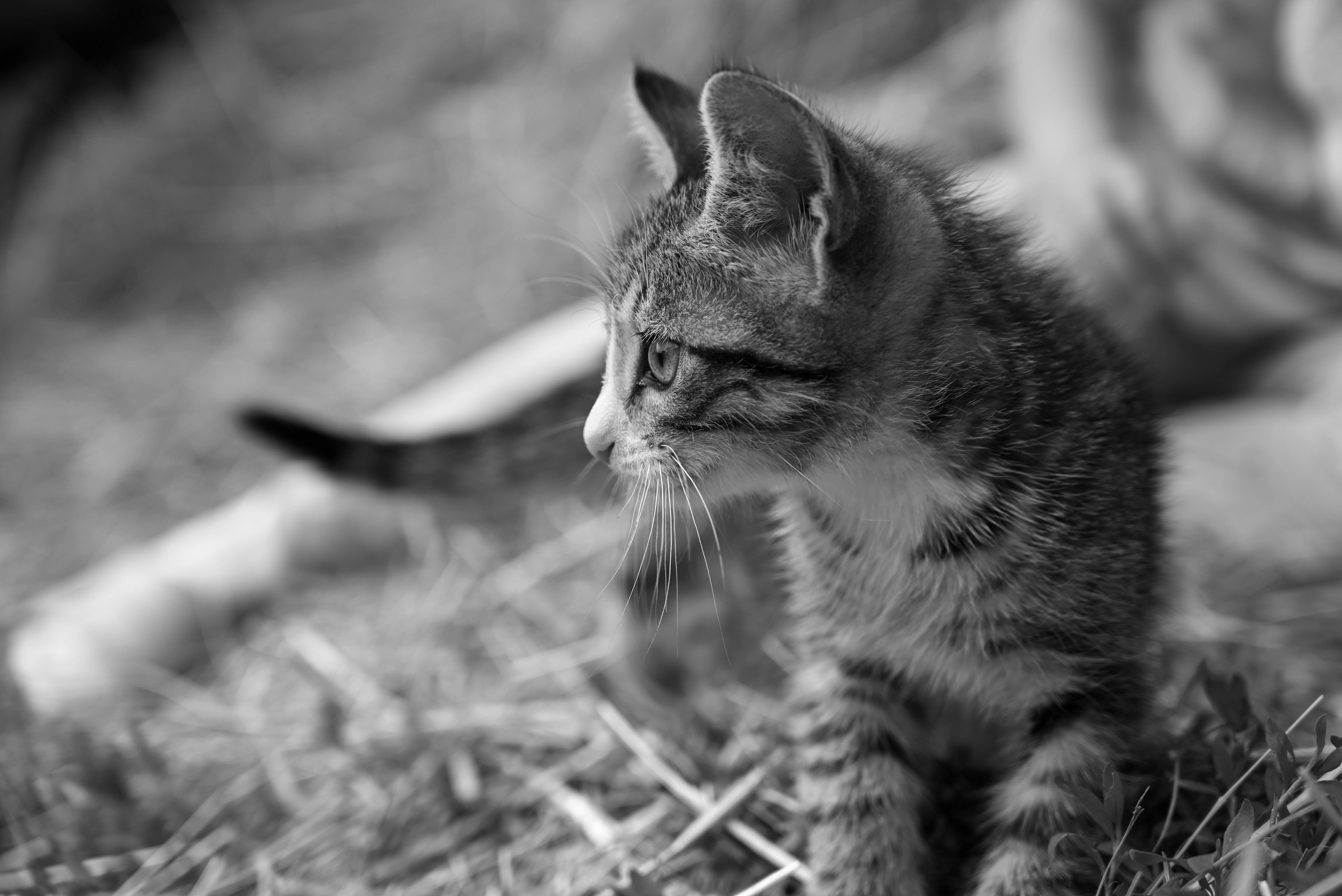 Black cat · Free Stock Photo